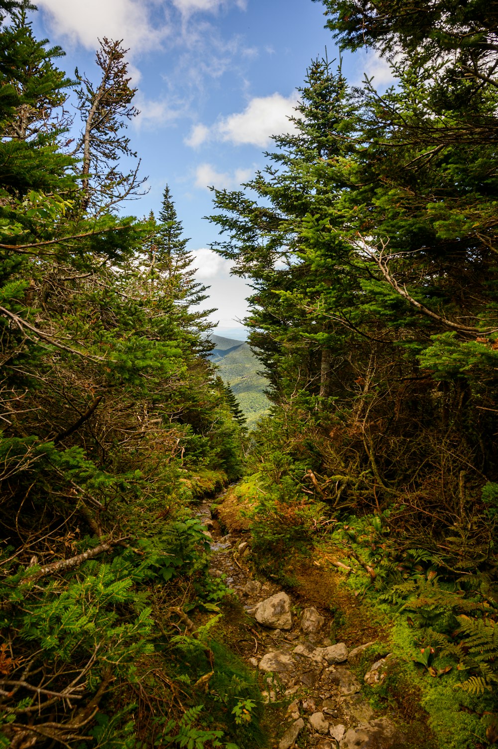 green trees on mountain under blue sky during daytime