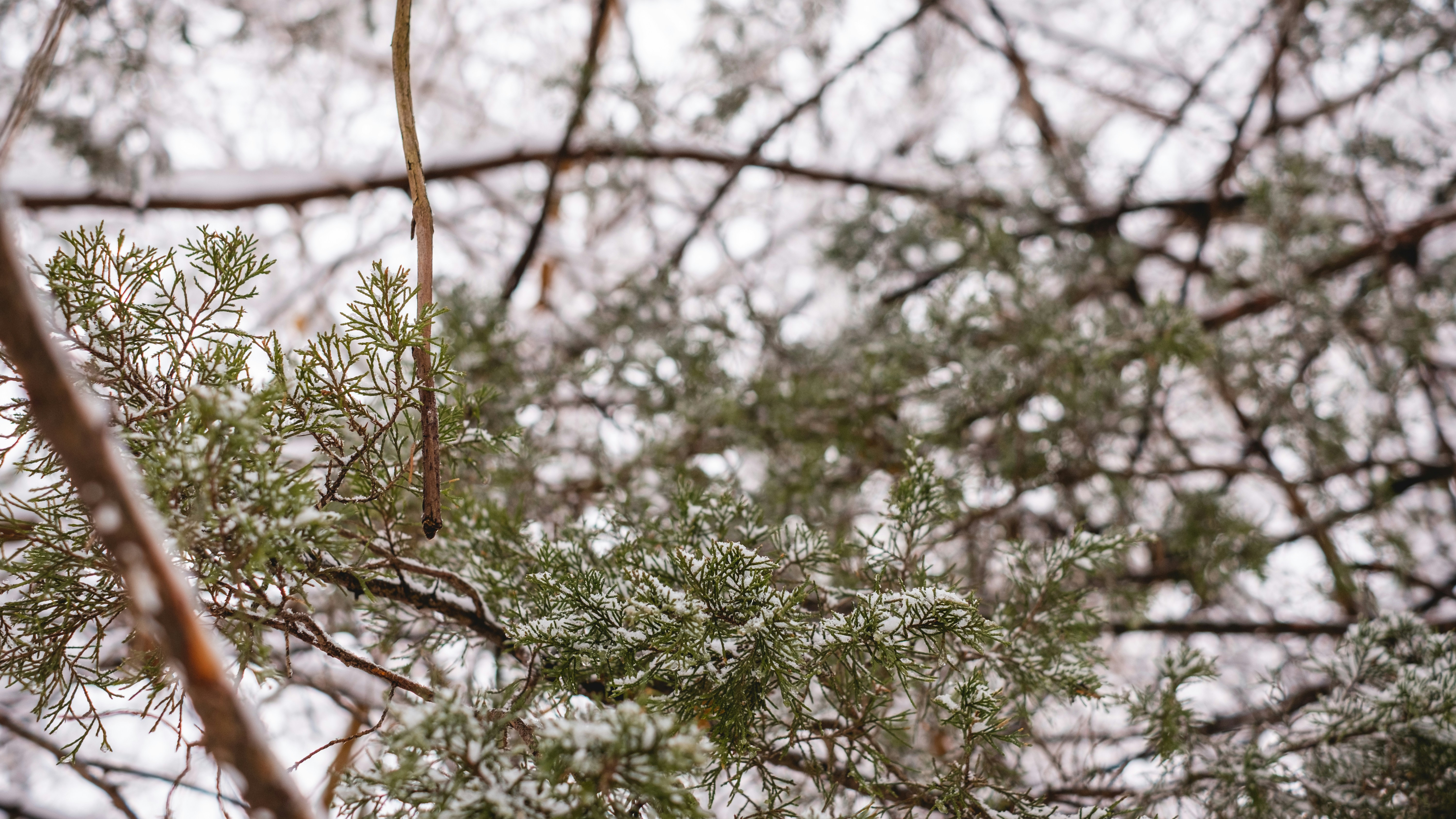 green tree with brown branch