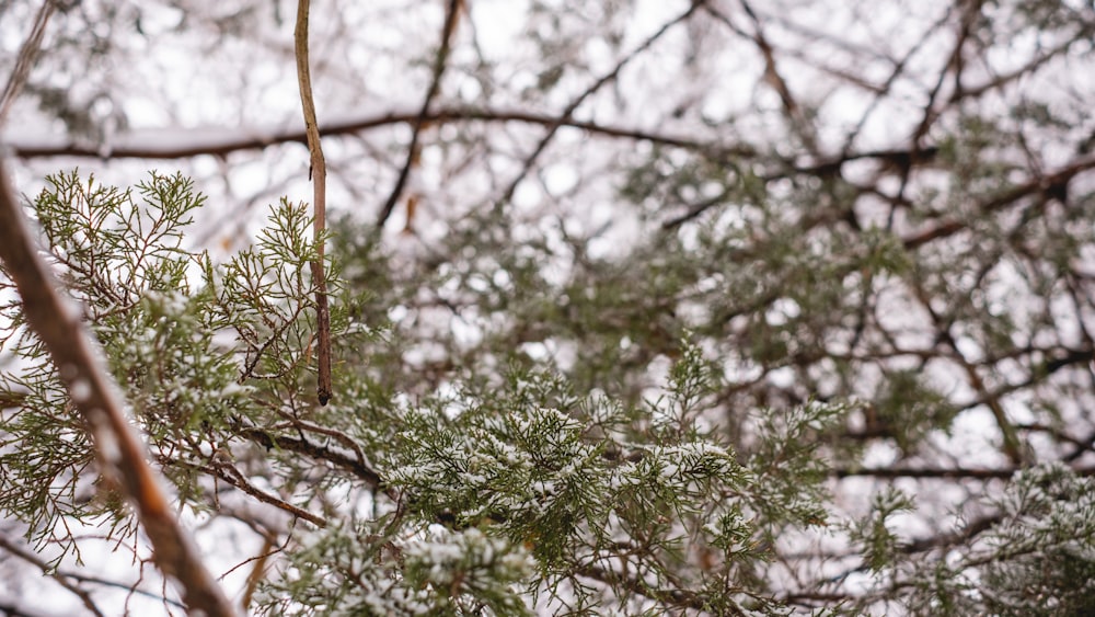 green tree with brown branch