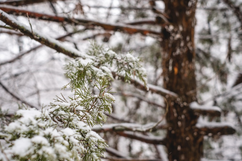 green tree covered with snow