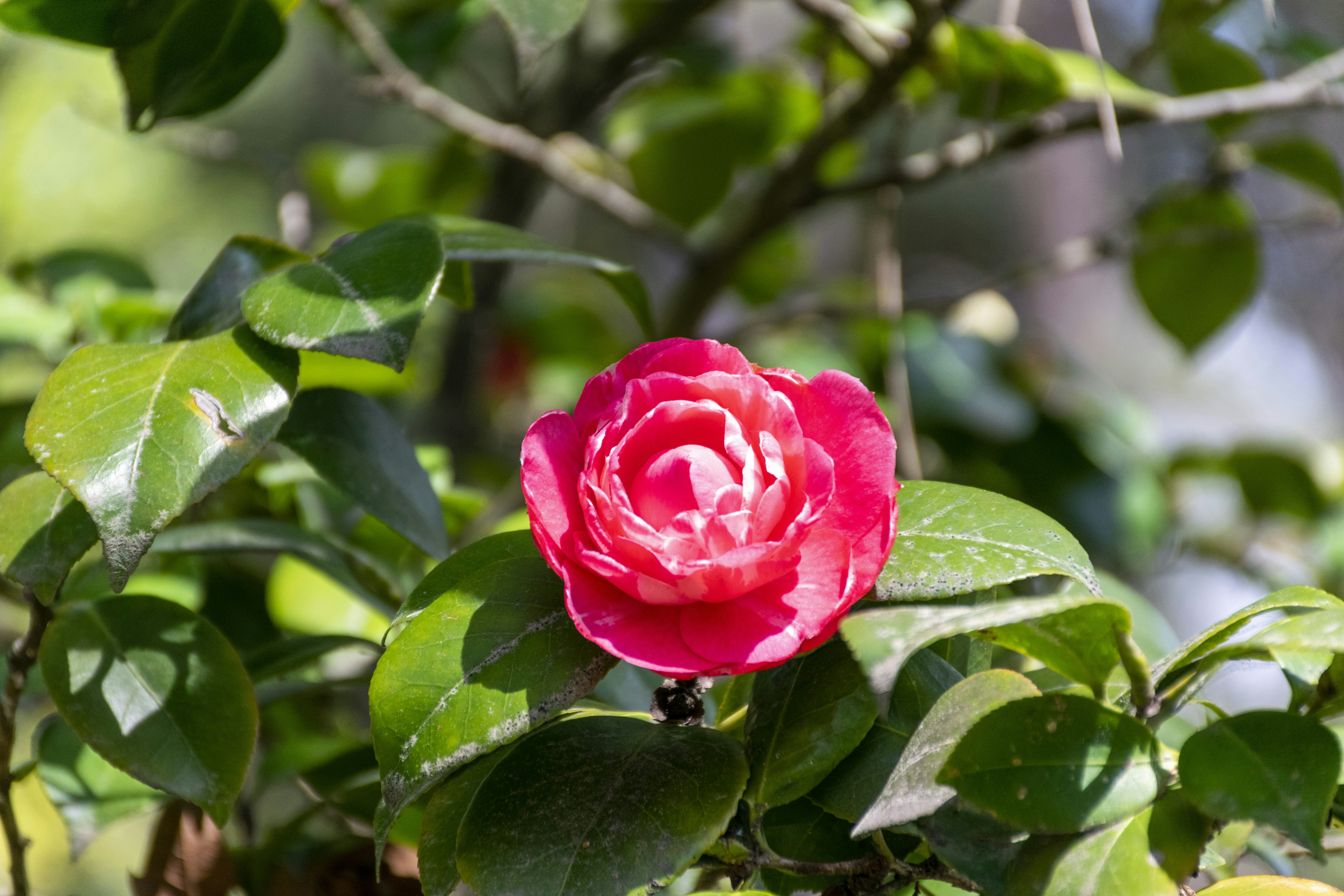 Photo by artcoastdesign