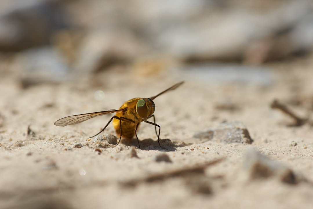 yellow and black bee on gray concrete ground during daytime