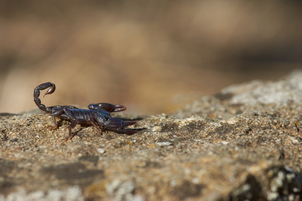 Schwarze Krabbe auf braunem Felsen