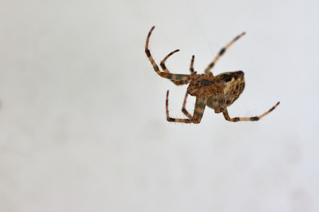 brown spider on white surface