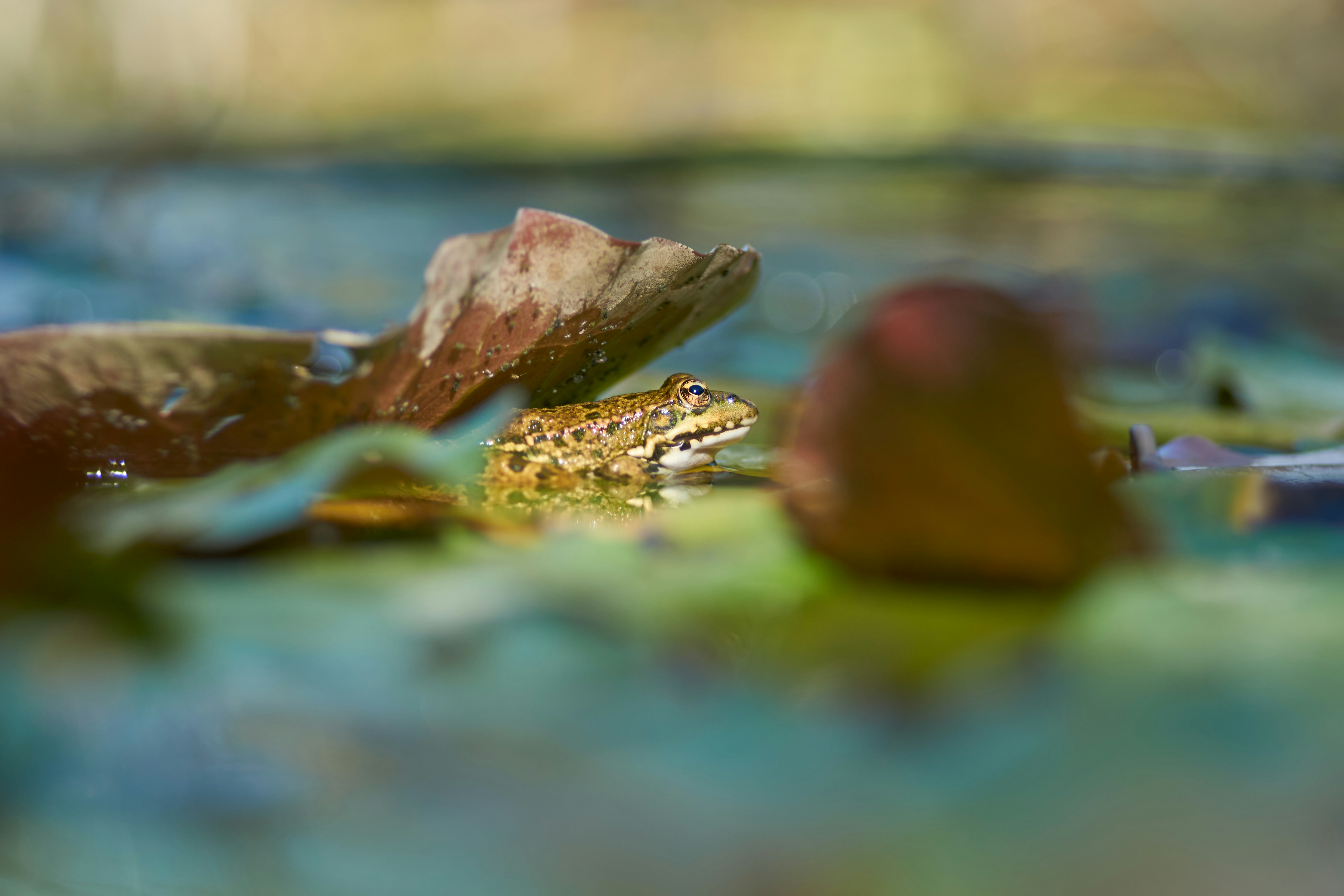 Photo by wolfgang_hasselmann