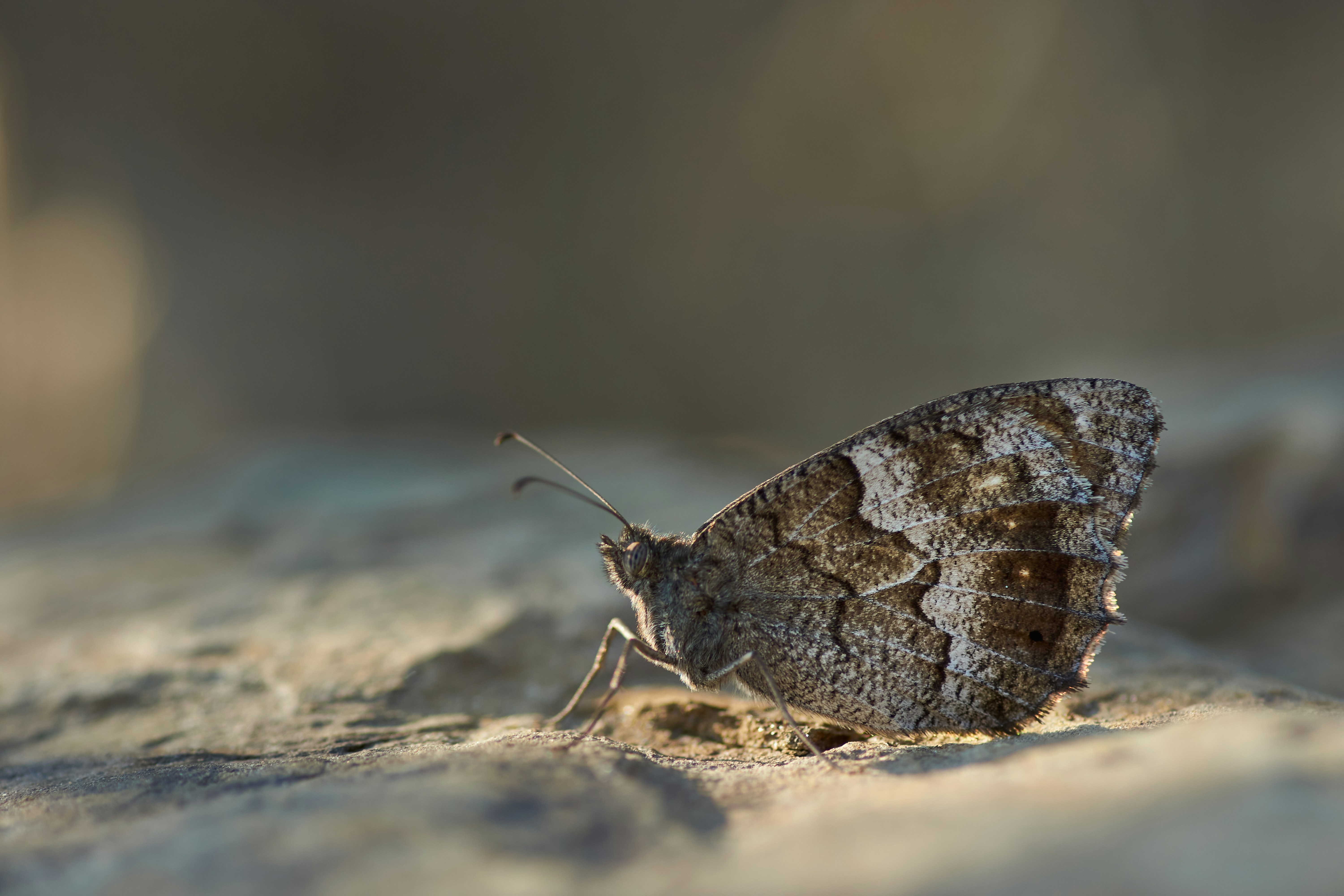 Photo by wolfgang_hasselmann