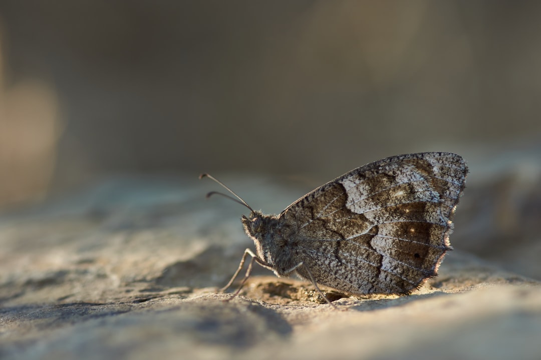 brown and white butterfly on brown sand during daytime