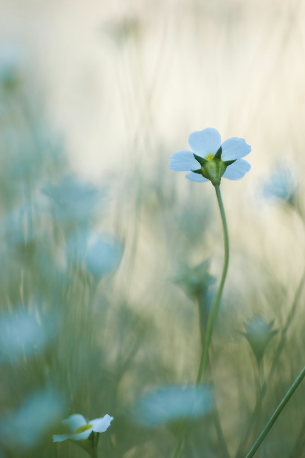 yellow flower in tilt shift lens