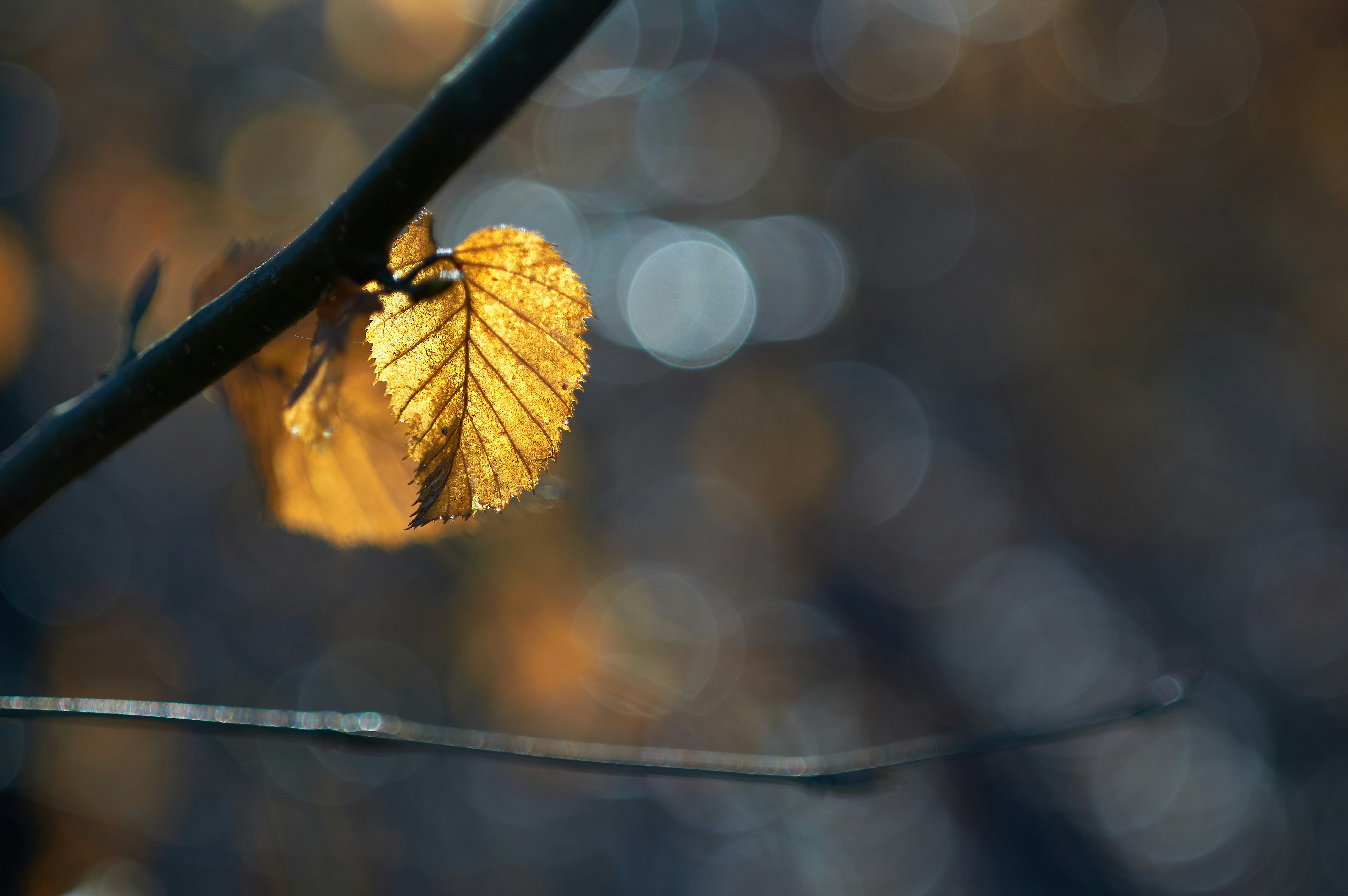 Photo by wolfgang_hasselmann