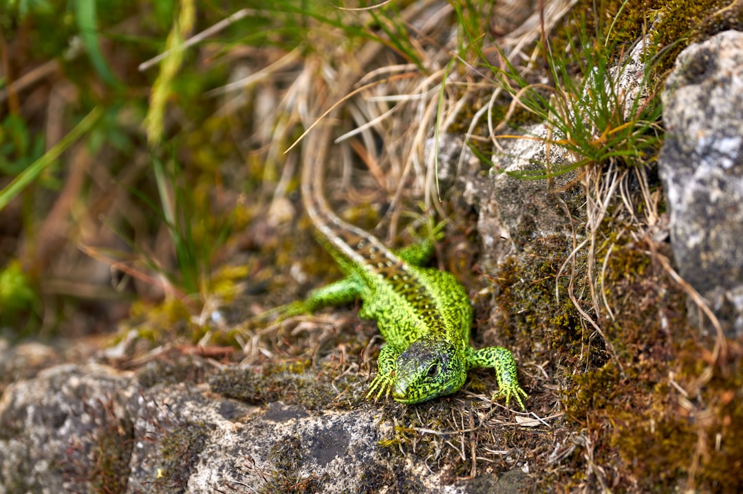 green and black lizard on gray rock