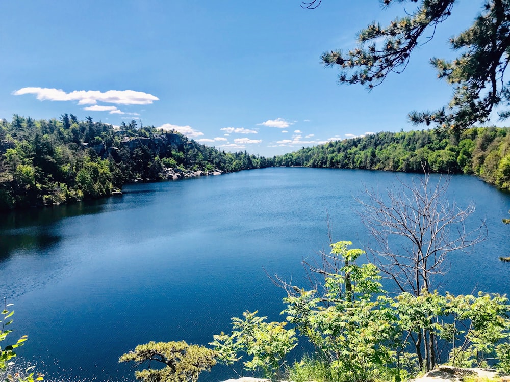 green trees beside blue lake under blue sky during daytime