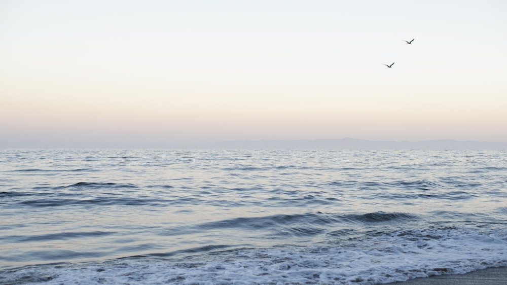 Vogel, der tagsüber über das Meer fliegt