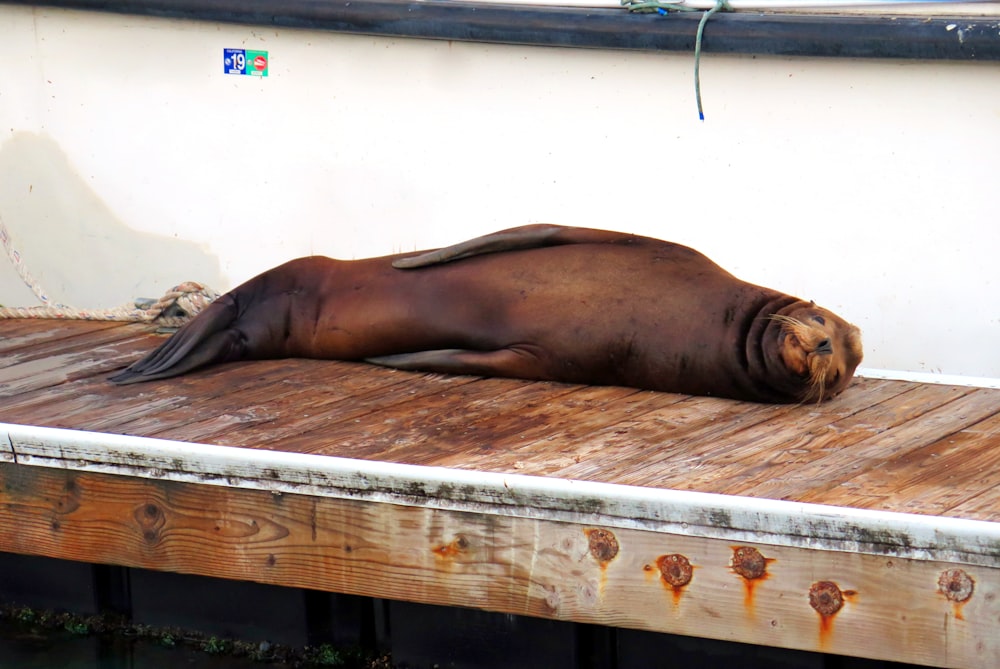 brown seal lying on brown wooden plank