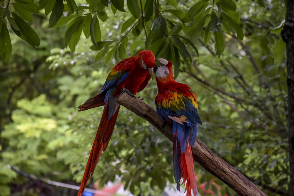 red blue and green macaw on tree branch during daytime