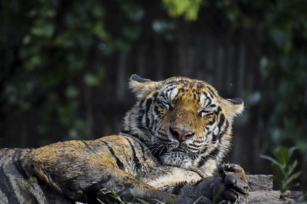 tiger lying on brown log during daytime