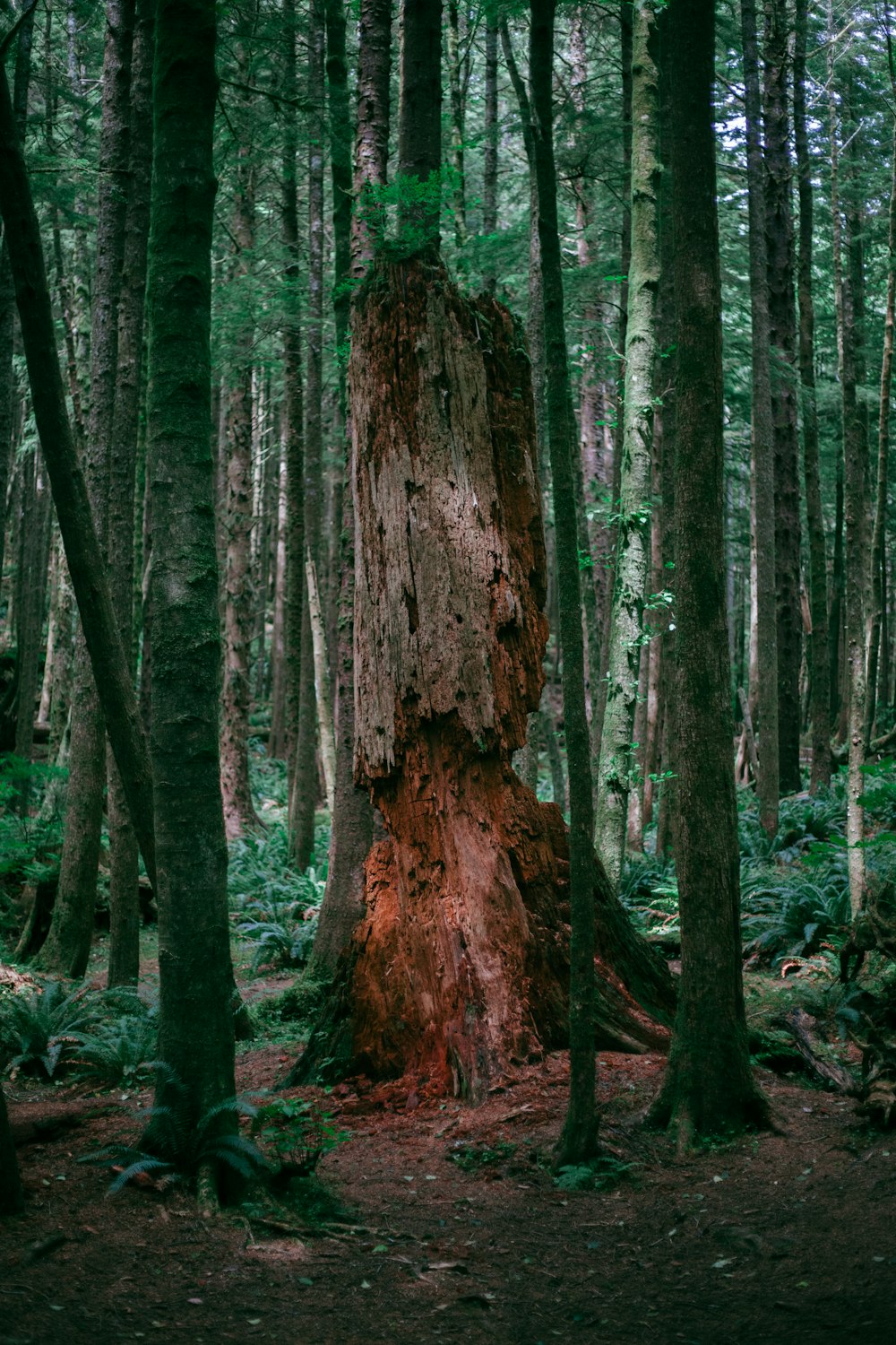 arbres bruns et verts pendant la journée