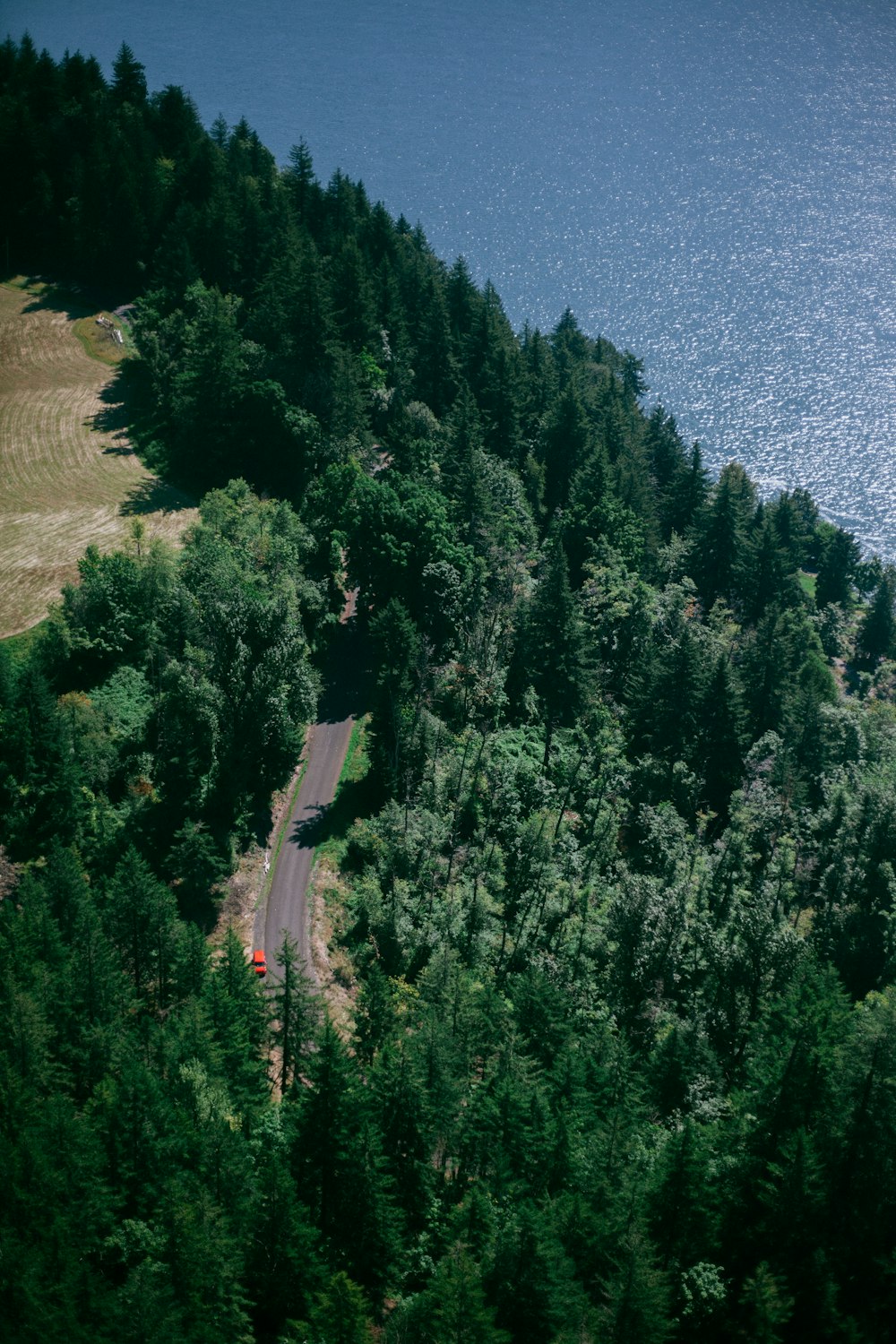 green trees on brown field during daytime