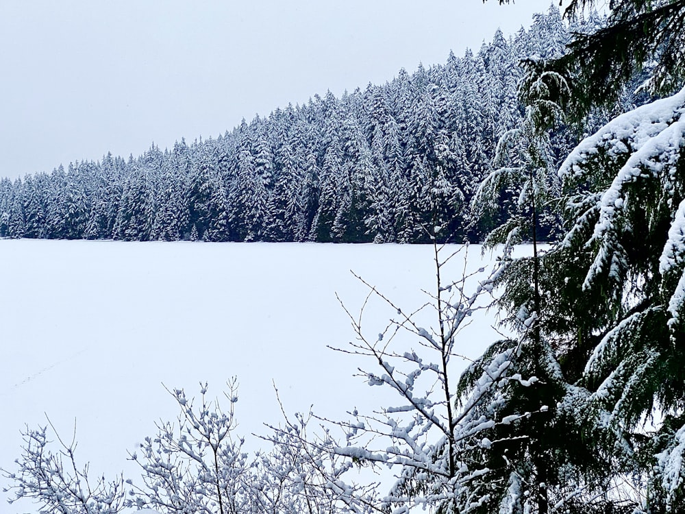 snow covered trees during daytime