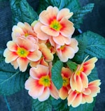 pink and white flower on gray textile