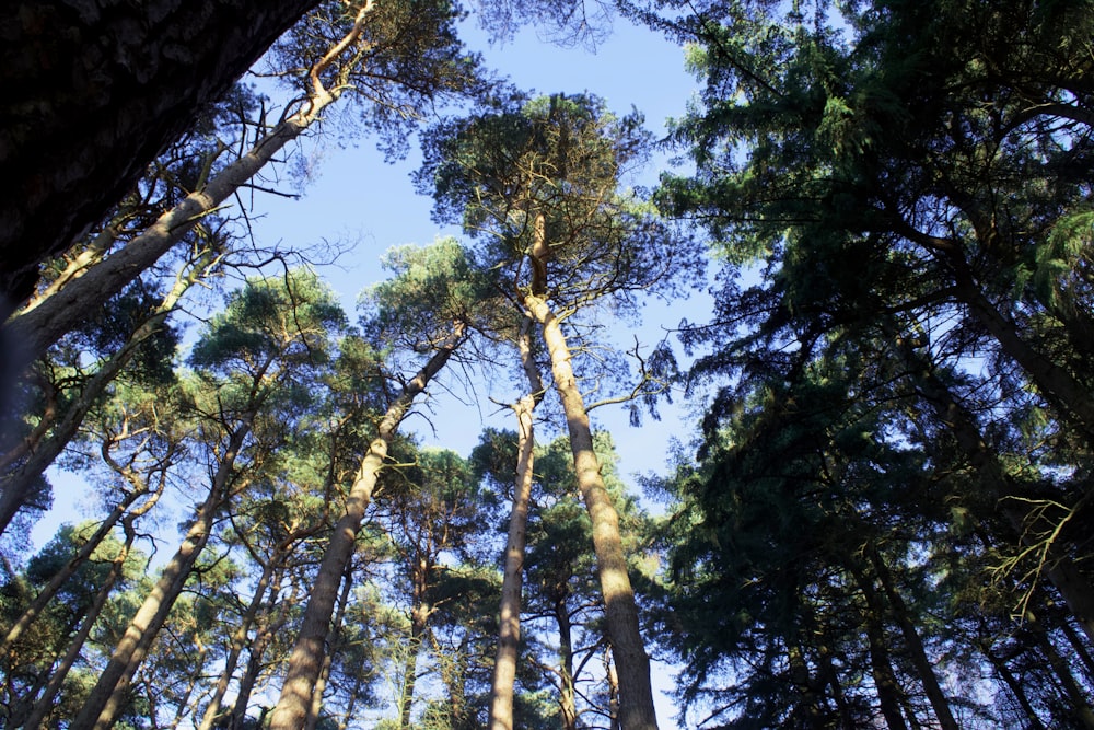 green trees under blue sky during daytime