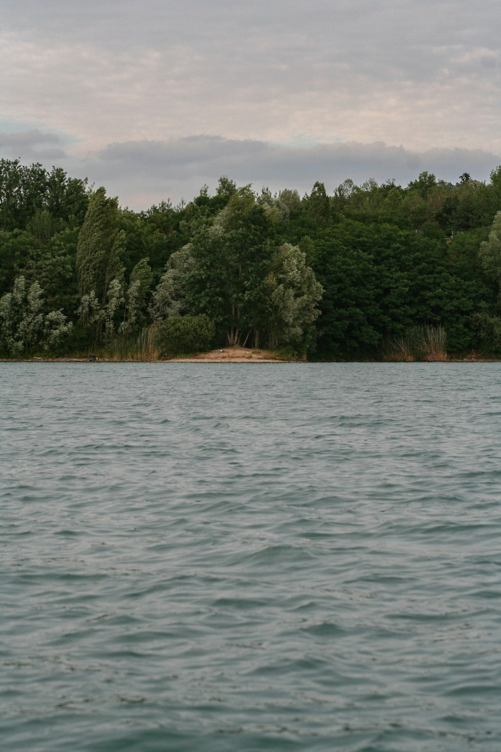 green trees beside body of water during daytime