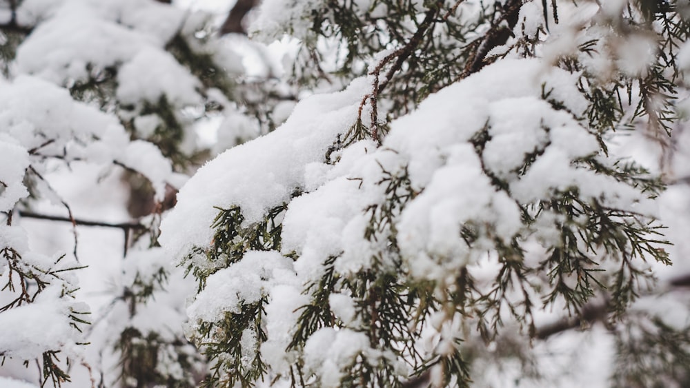 white snow on brown tree branch