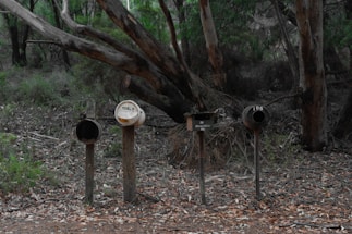 Three rustic mailboxes on wooden posts stand in a forest setting. The mailboxes are worn and weathered, surrounded by fallen leaves and bushy trees. The area conveys a sense of isolation and natural simplicity.