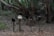 Three rustic mailboxes on wooden posts stand in a forest setting. The mailboxes are worn and weathered, surrounded by fallen leaves and bushy trees. The area conveys a sense of isolation and natural simplicity.
