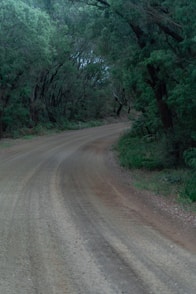brown dirt road between green trees during daytime