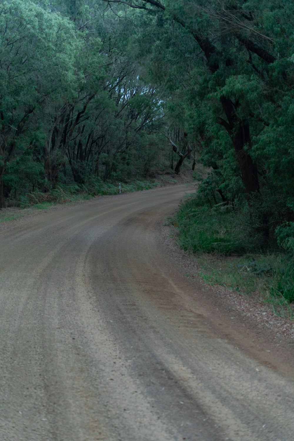 brown dirt road between green trees during daytime