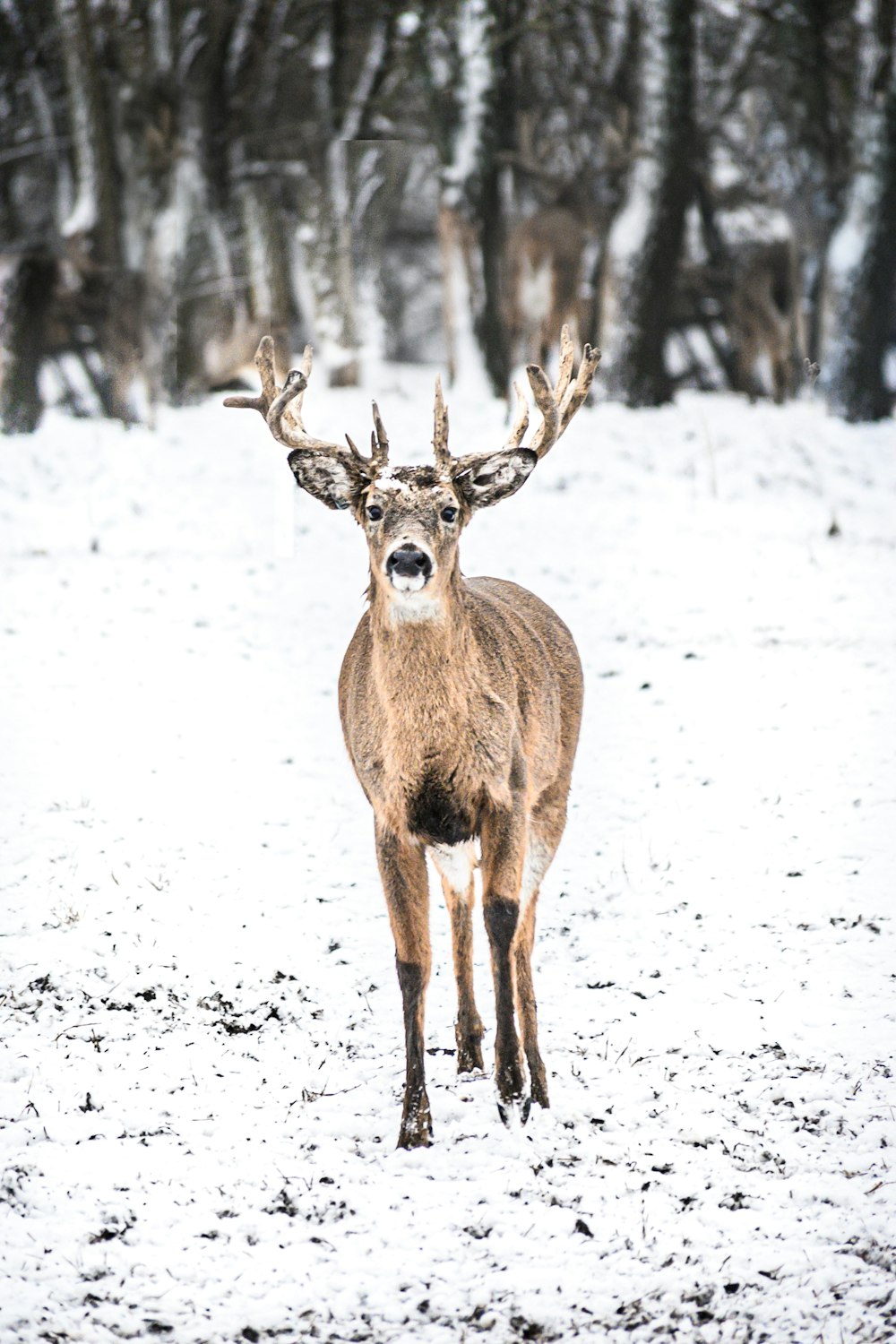 brown deer on snow covered ground during daytime