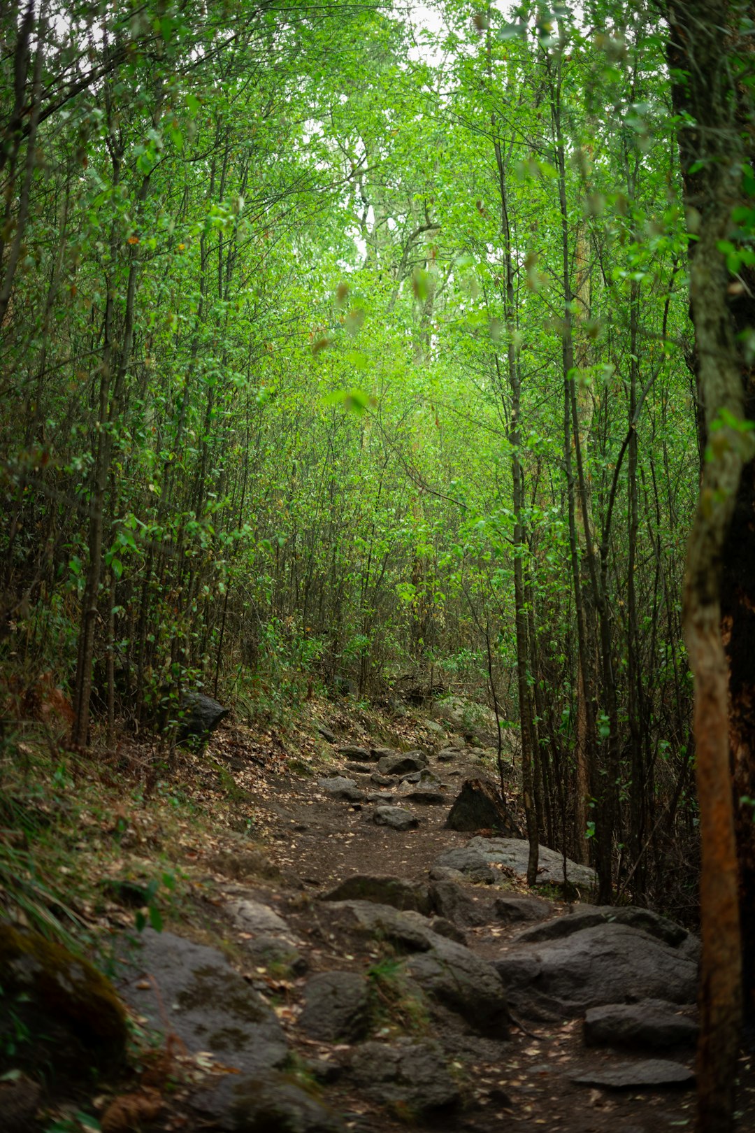 travelers stories about Forest in Albany Western Australia, Australia