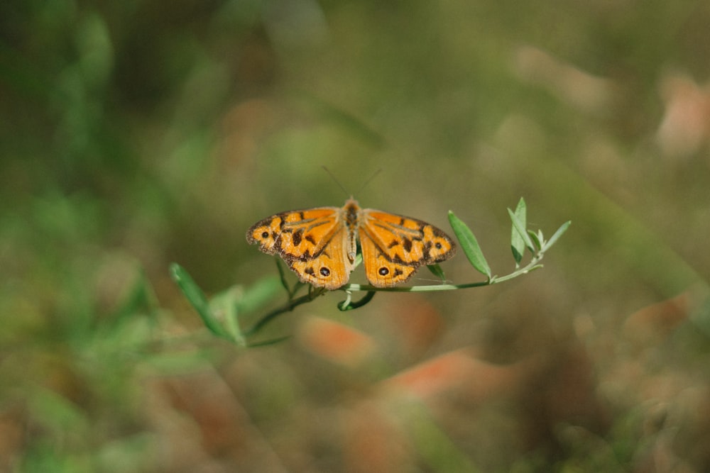 brown and black butterfly perched on green plant