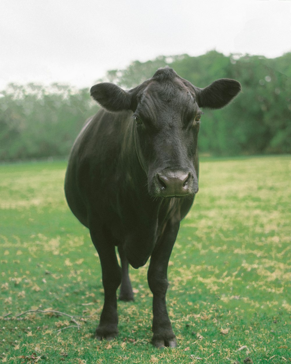 black cow on green grass field during daytime