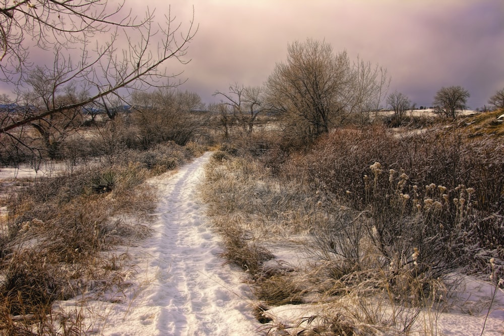 brown leafless trees on snow covered ground under cloudy sky during daytime