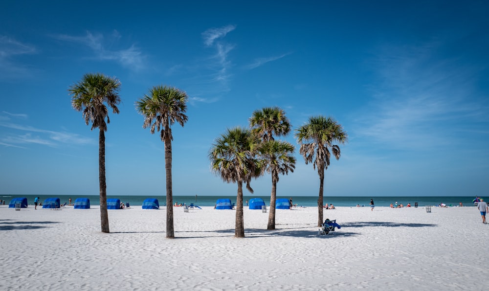 palm trees on beach during daytime
