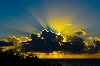 silhouette of trees near body of water during sunset
