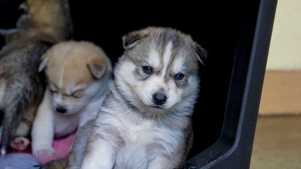 white and brown siberian husky puppy