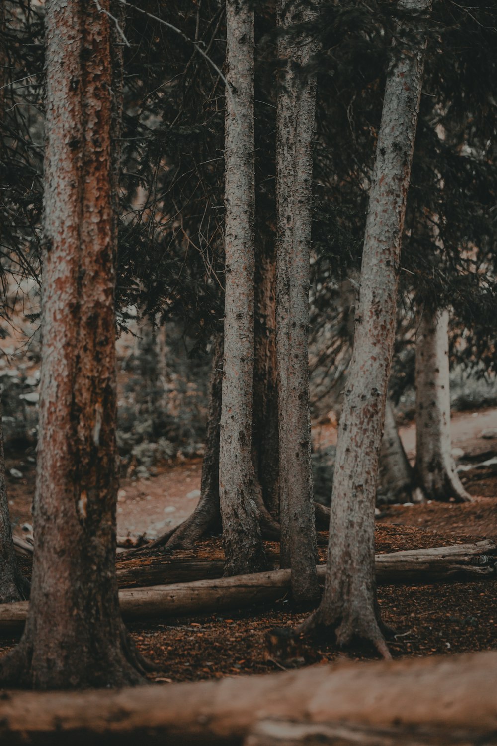 brown tree trunk on brown soil