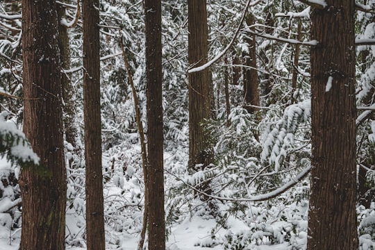 brown tree branches covered with snow in Mayne Island Canada