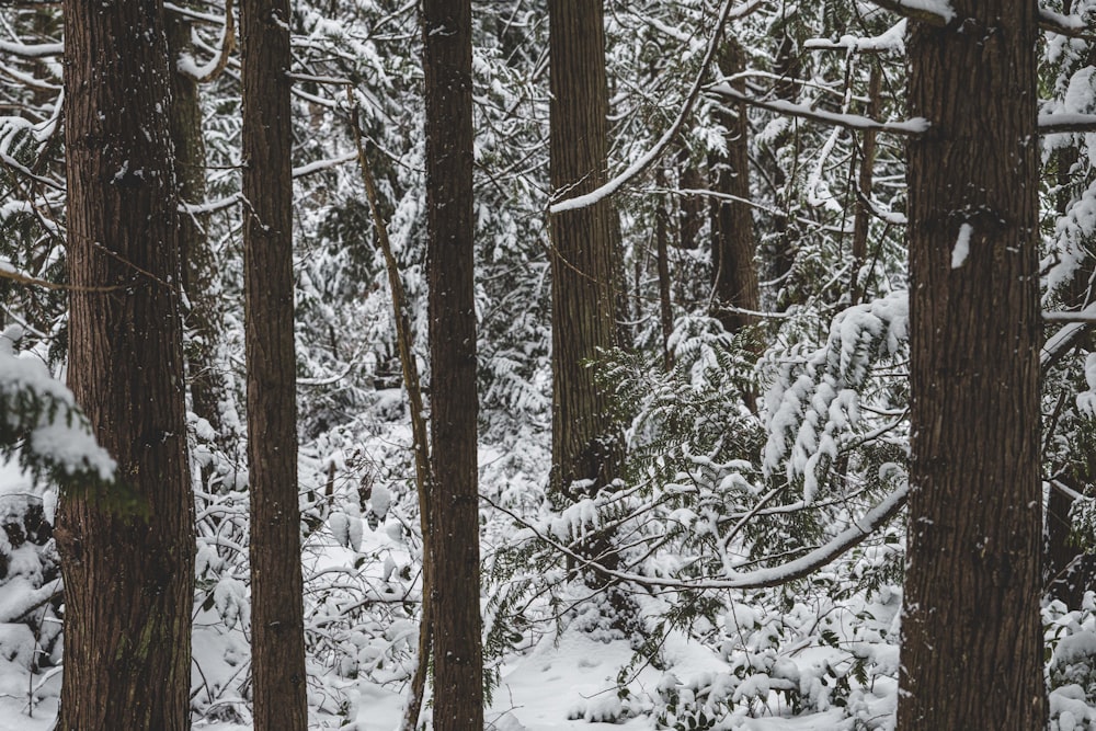 branches d’arbres brunes couvertes de neige