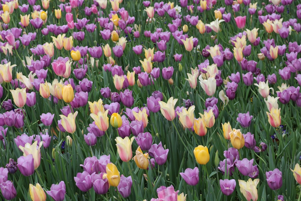 purple yellow and pink tulips field