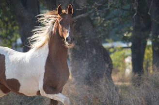 A majestic horse standing gracefully in a lush garden setting, perfect for wedding events.