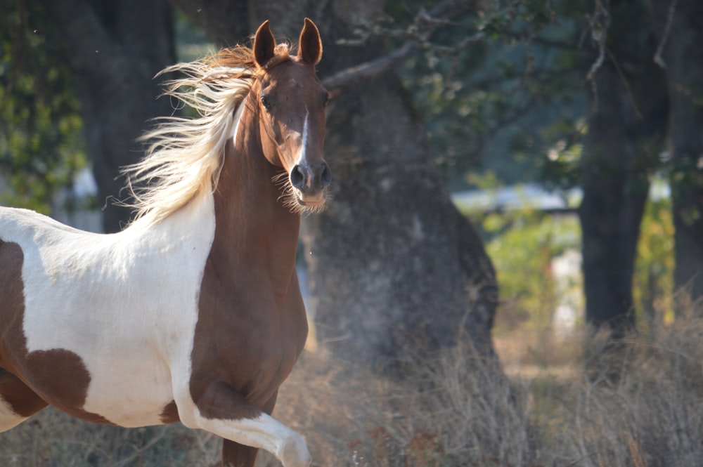 cavallo marrone e bianco su erba verde durante il giorno