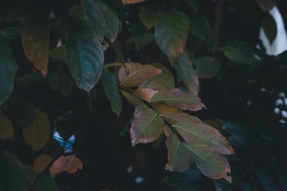 green leaves in close up photography