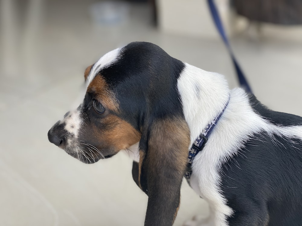 white brown and black short coated dog