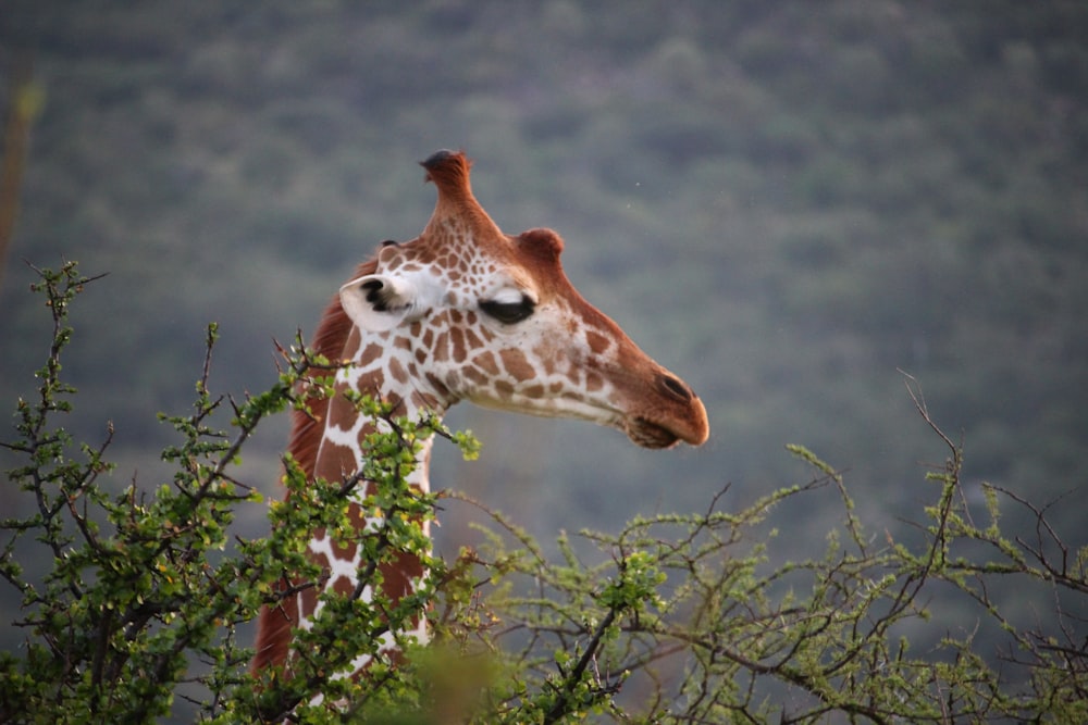 giraffe on green grass field during daytime