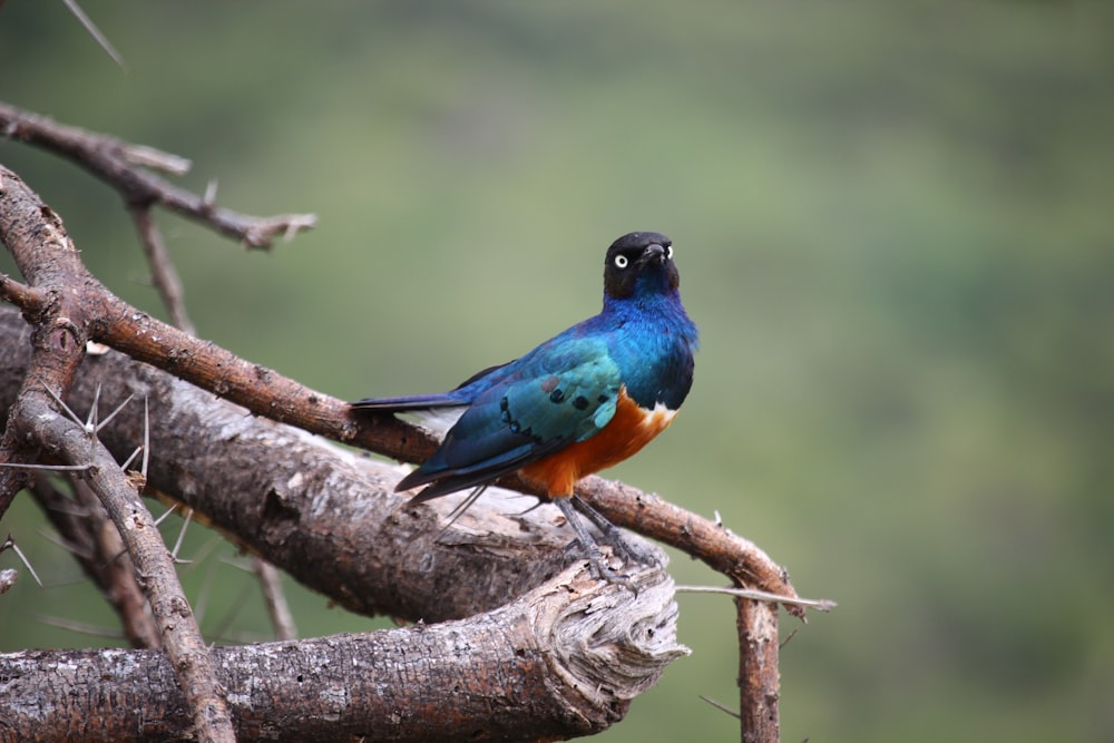 blue and brown bird on tree branch