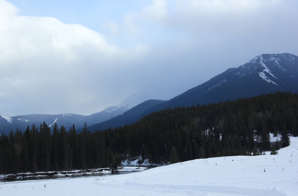 green trees on snow covered ground during daytime