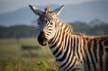 A zebra stands in a grassy landscape with blurred mountains in the background. The zebra's black and white stripes are prominently visible, and it appears to be gazing directly at the camera.